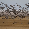 Sandhill Cranes in a field 2 - Cathy Cocks